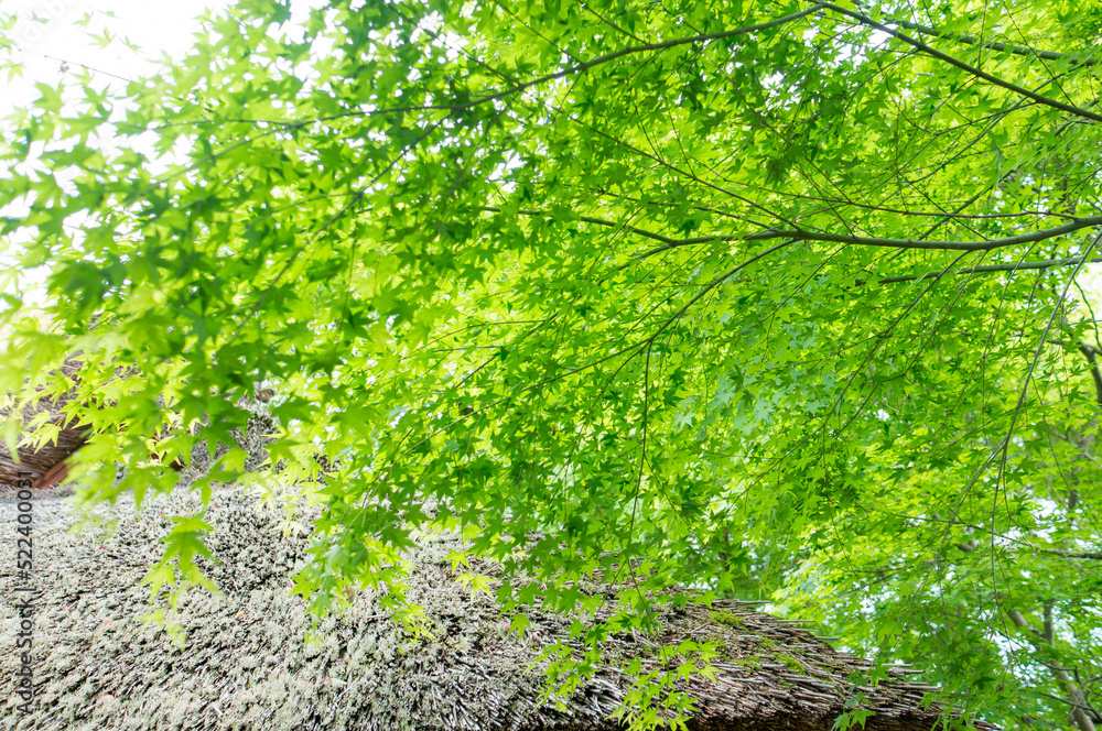 Obraz premium 夏の京都の小さな美しいもみじの青葉
