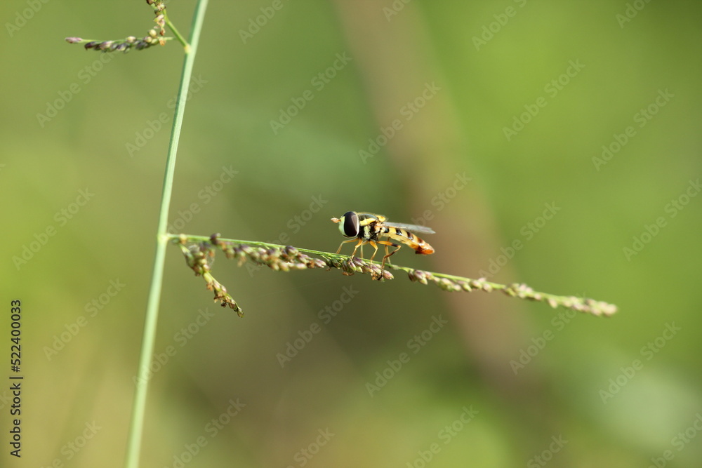 flying insect perched on grass leaf on green background