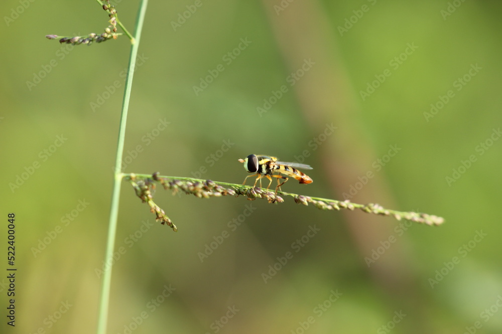 flying insect perched on grass leaf on green background