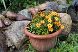 beautiful yellow and orange flowers grow in the garden, pots with flowers