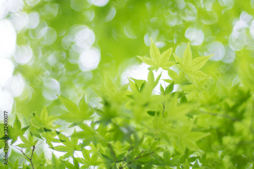 夏の京都の小さな美しいもみじの青葉