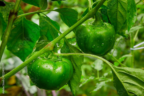 green bell pepper with dew drops