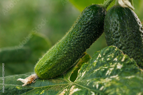 green cucumber on a branch
