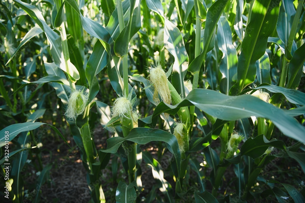 Green field of young corn under the sunlight Green field of young corn under the sunlight