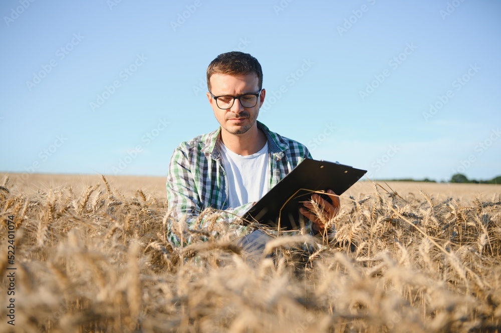 Farmer is standing in his growing wheat field. He is examining crops after sowing. Farmer is standing in his growing wheat field. He is examining crops after sowing.
