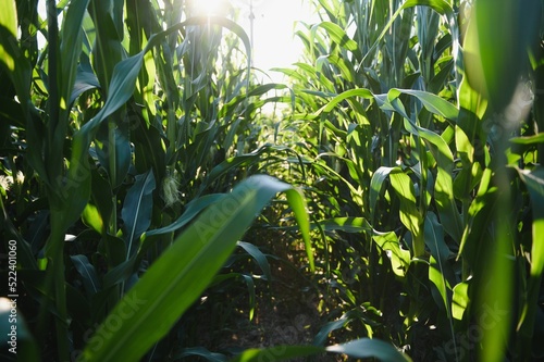 Green field of young corn under the sunlight