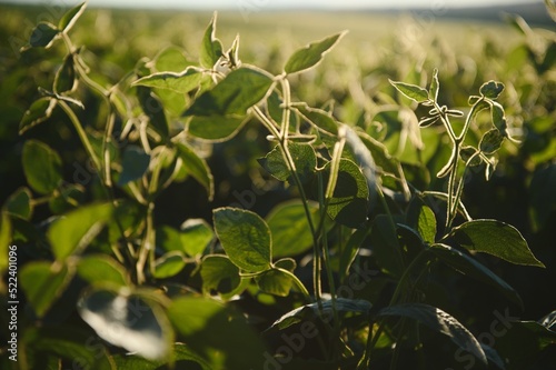 Dramatic landscape at sunset. Soybean lit by sunrays. Selective focus on detail.