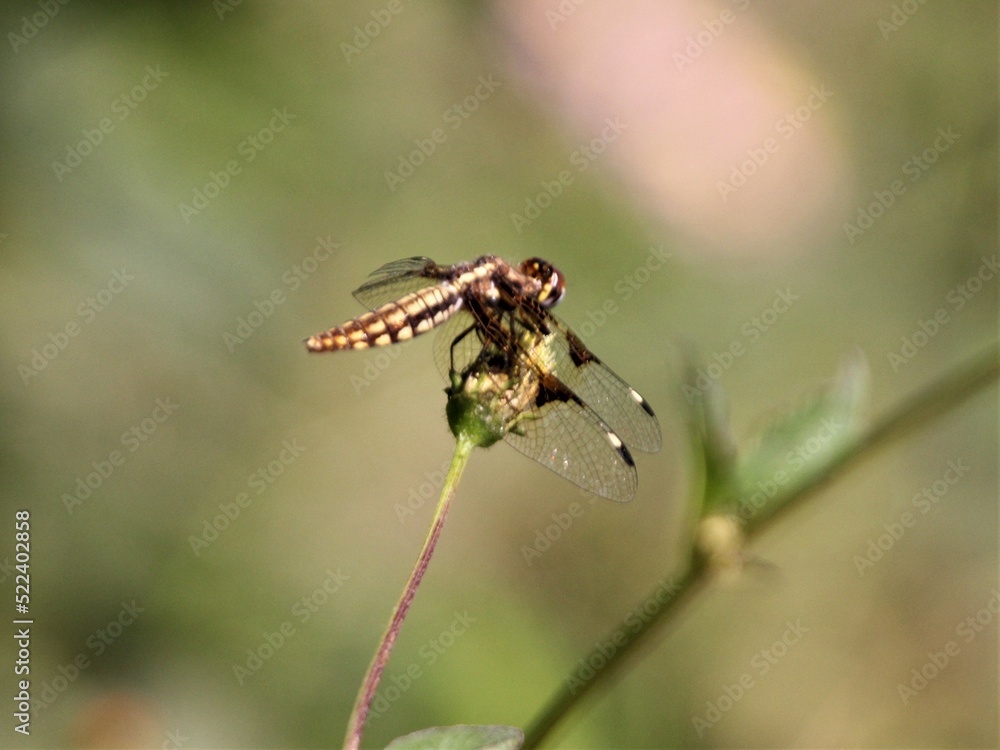 Yellow and Black Dragonfly on a Dandelion Flower, Fiadanana, Madagascar Yellow and Black Dragonfly on a Dandelion Flower, Fiadanana, Madagascar