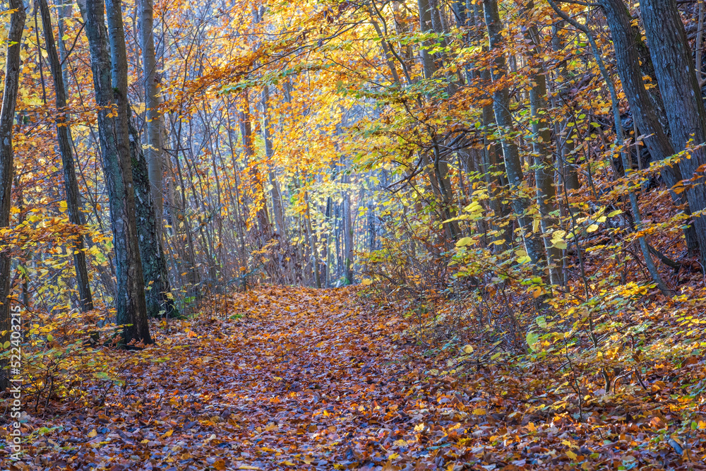 Fototapeta premium Beech forest with beautiful autumn colors