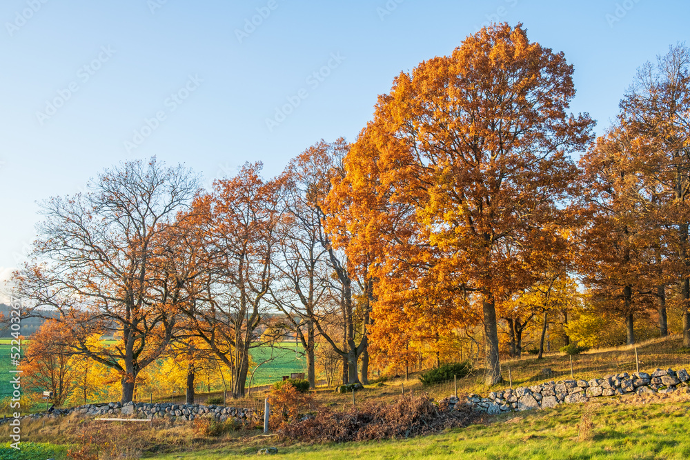 Oak woodland view at autumn