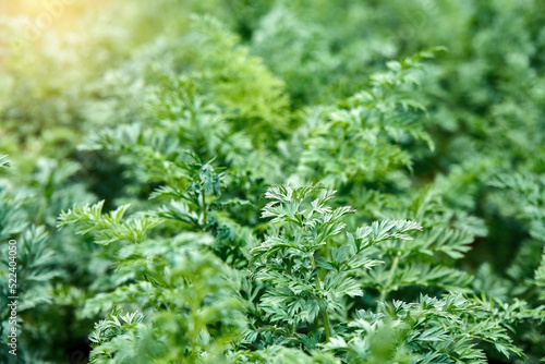 Bushes of fresh parsley grows on a bed on a vegetable farm as floral background