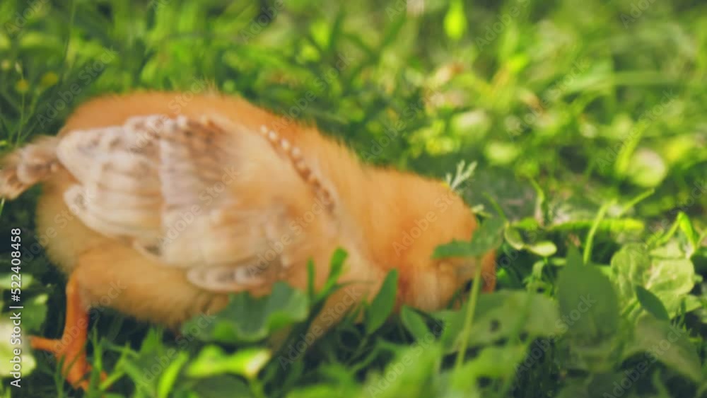 little chicken walks on green grass little chicken walks on green grass
