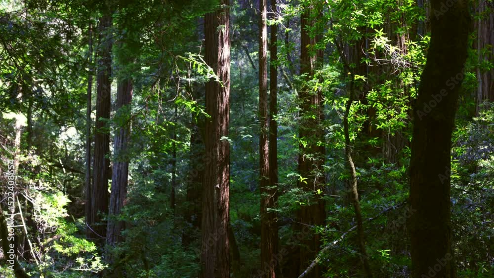 Sunlight passing between ancient redwood trees in dense tropical forest. Redwood trees, Sequoia sempervirens, are among the tallest and most massive tree species on the planet. Sunlight passing between ancient redwood trees in dense tropical forest. Redwood trees, Sequoia sempervirens, are among the tallest and most massive tree species on the planet.