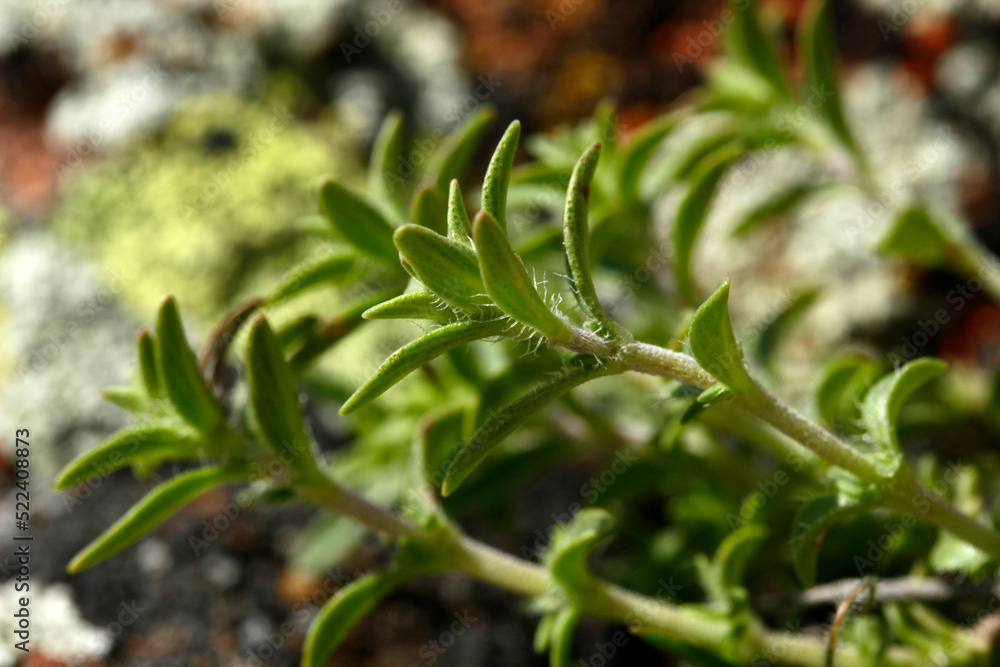 Original scented thyme. Aromatic herb used in cooking.