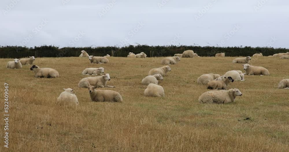 Flock of Sheep Laying on the Grass Field in Cornwall near Tintagel. Flock of Sheep Laying on the Grass Field in Cornwall near Tintagel.