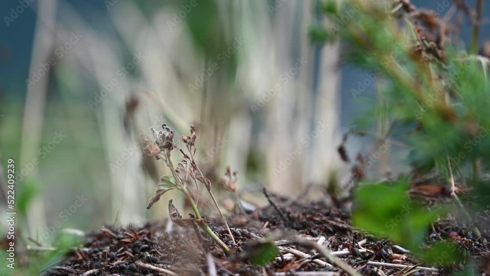 view of an anthill made of small tree branches in the Swiss alps, Engelberg, Obwalden, view of an anthill made of small tree branches in the Swiss alps, Engelberg, Obwalden,