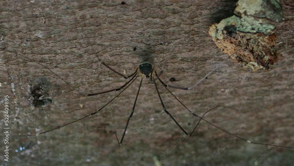 The Opiliones (formerly Phalangida) are an order of arachnids colloquially known as harvestmen, harvesters, or daddy longlegs. The spider sits on the bark of a tree trunk in the forest. Shooting macro The Opiliones (formerly Phalangida) are an order of arachnids colloquially known as harvestmen, harvesters, or daddy longlegs. The spider sits on the bark of a tree trunk in the forest. Shooting macro