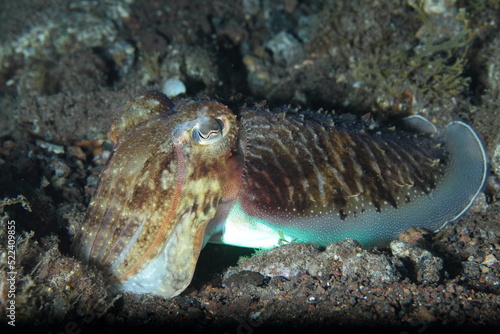 cuttlefish in its marine environment