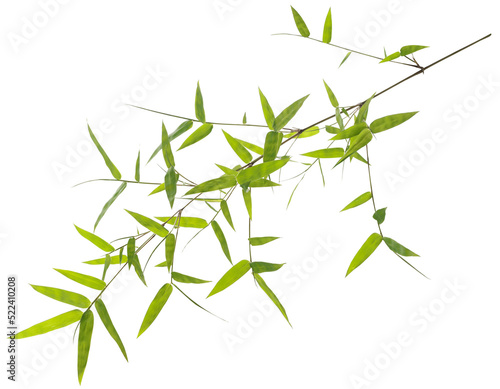 Canvas Print Green bamboo leaves