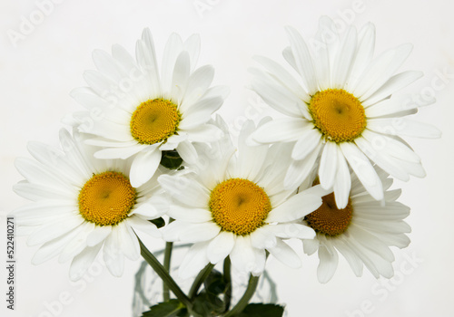 white chamomile flowers on white background