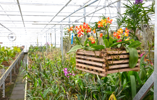 Fototapeta Naklejka Na Ścianę i Meble -  Bromeliad flower and Orchid nursery farm ornamental and flower green plant growing and hanging in the garden greenhouse under roof, selective focussed