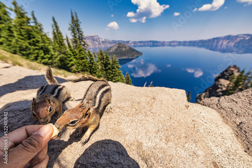 Two Squirrels trying to get food at Crater Lake in Southeastern Oregon in the Summer of 2022