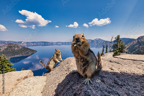 Two Squirrels at Crater Lake in Southeastern Oregon in the Summer of 2022