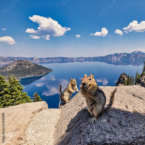 Two Squirrels at Crater Lake in Southeastern Oregon in the Summer of 2022