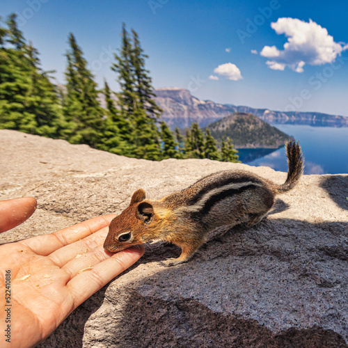 A chipmunk licking a person's hand at Crater Lake in Southeastern Oregon.