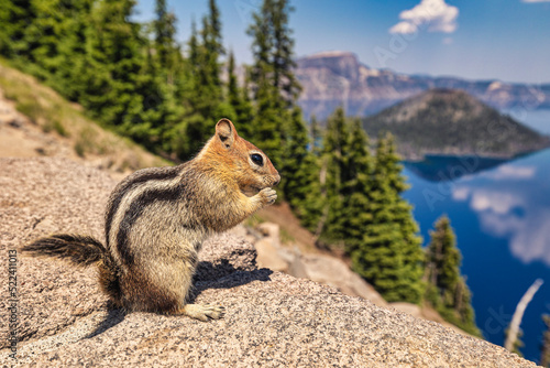 A chipmunk looking at Crater Lake in Southeastern Oregon.