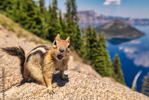 Angry chipmunk looking at the camera yelling - Crater Lake in Southeastern Oregon. photo