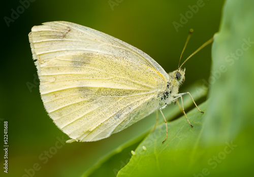 Little Cabbage White. Detailed close-up of the butterfly. Insect against a green background. Pieris rapae. 