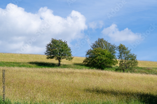 Landscape at Schomberg in Sauerland. Nature with trees and meadows near Sundern on the Lennegebirge. 