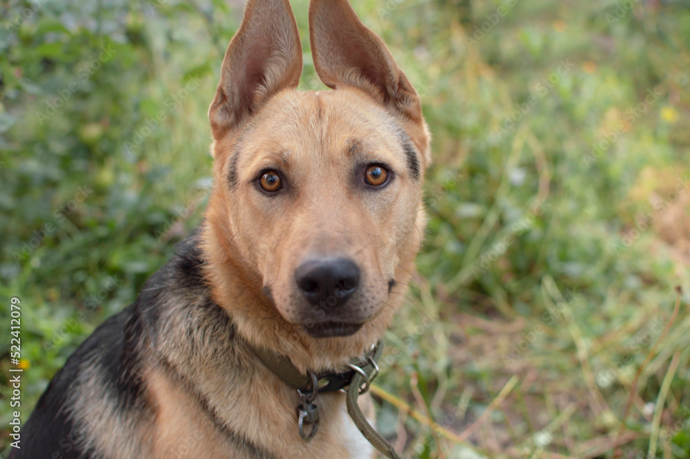 Close-up of the head of a young mixed breed dog in nature. Portrait of a cute, curious dog with an open mouth sitting in the park Close-up of the head of a young mixed breed dog in nature. Portrait of a cute, curious dog with an open mouth sitting in the park