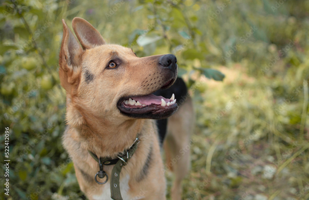 Close-up of the head of a young mixed breed dog in nature. Portrait of a cute, curious dog with an open mouth sitting in the park Close-up of the head of a young mixed breed dog in nature. Portrait of a cute, curious dog with an open mouth sitting in the park