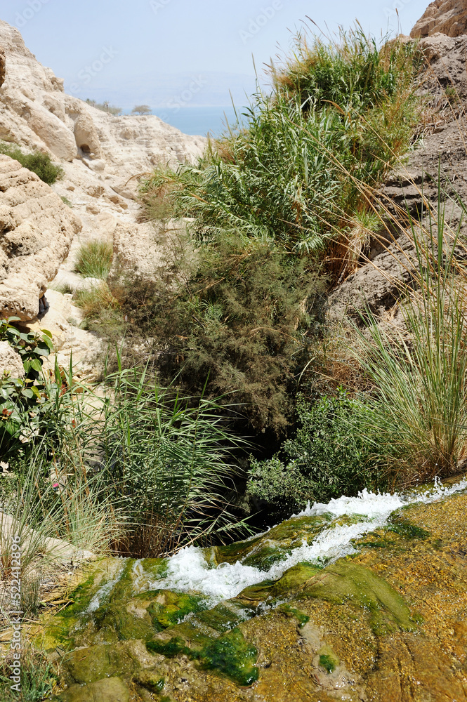 Streams and waterfalls Nature Reserve Ein Gedi Streams and waterfalls Nature Reserve Ein Gedi