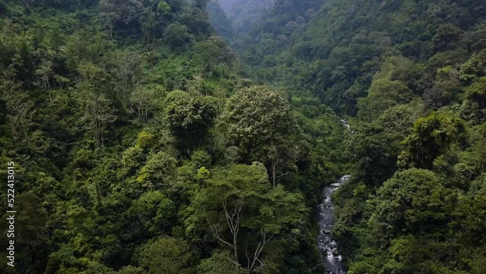 Bromo Rainforest Aerial Drone Bromo Rainforest Aerial Drone