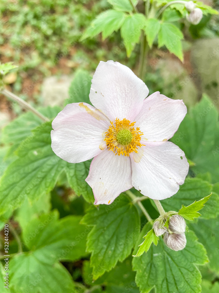 Japanese Anemone Japanese Anemone