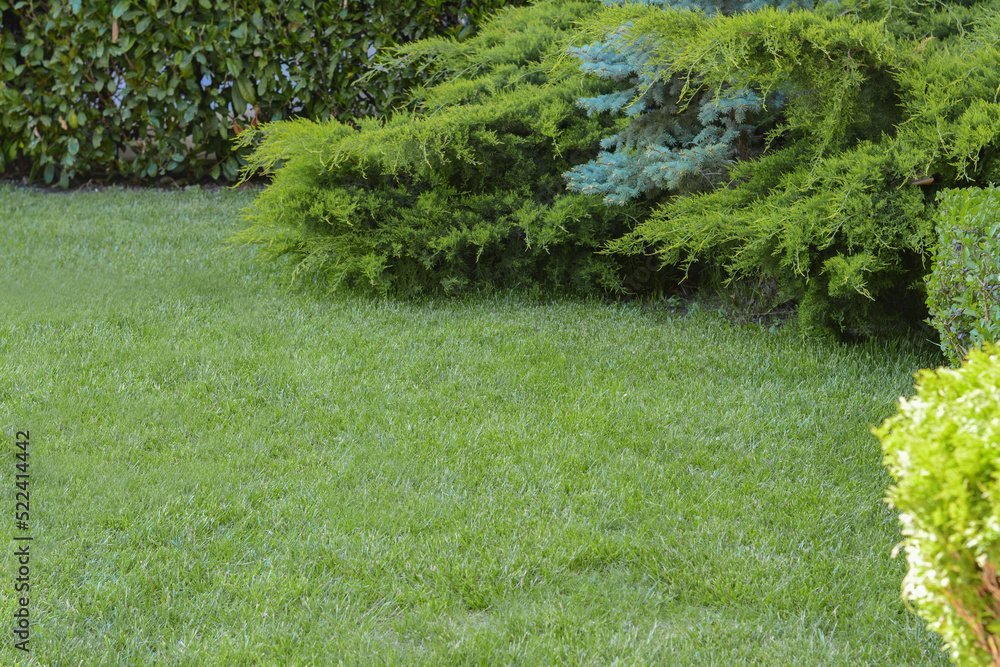 Green lawn with fresh grass, bushes and coniferous trees outdoors on spring day Green lawn with fresh grass, bushes and coniferous trees outdoors on spring day