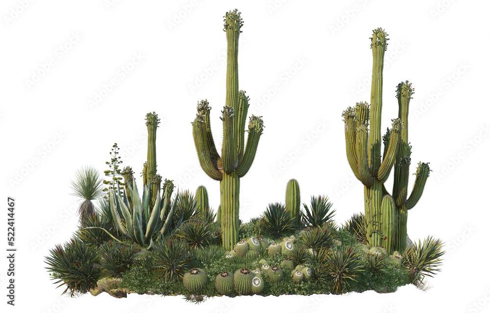 Cactus on transparent background - obrazy, fototapety, plakaty 