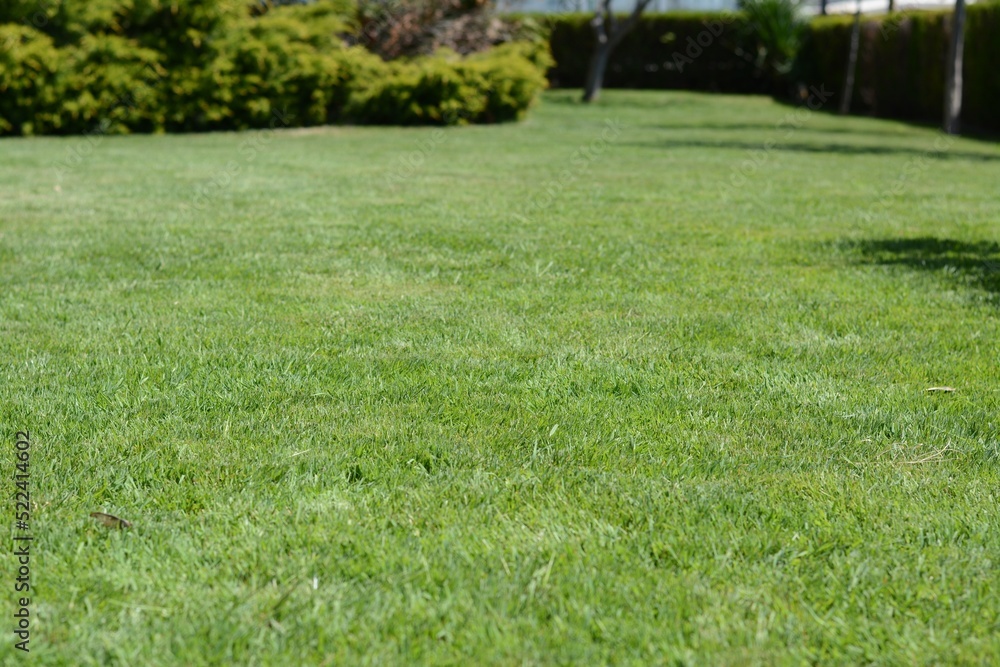 Lawn with bright green grass and shrubs on sunny day Lawn with bright green grass and shrubs on sunny day