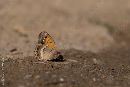 large butterfly picking up minerals from the ground, Anatolian Satyr, Satyrus favonius photo