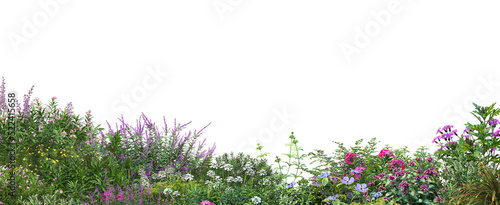 Colorful flowers on a transparent background