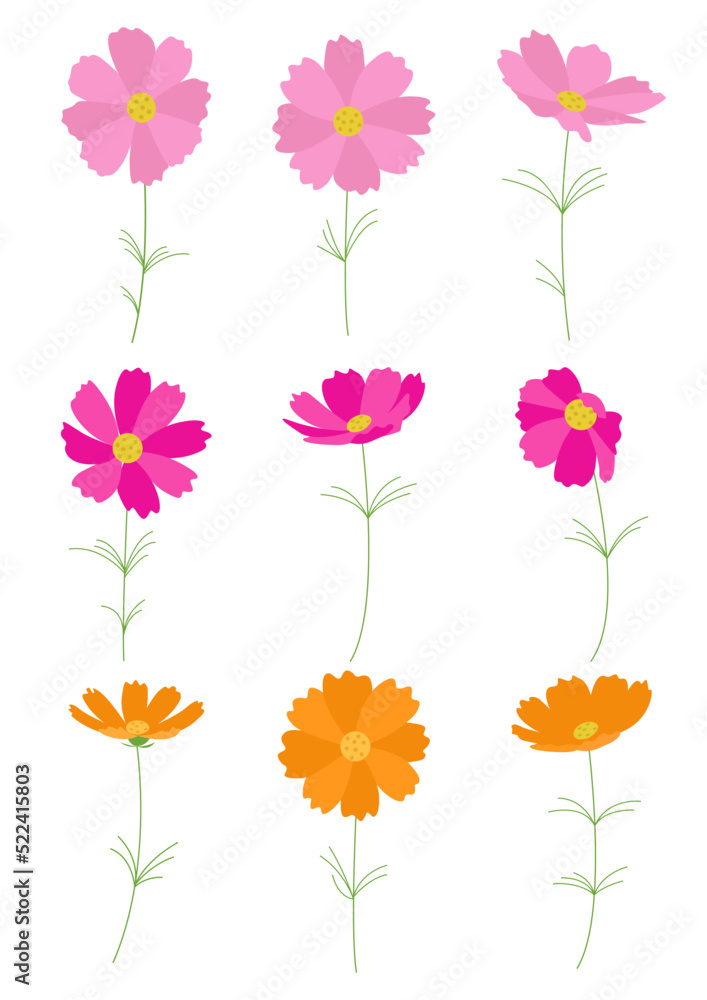 Vector illustration of cosmos flowers.