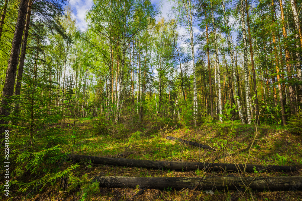 Obraz premium summer landscape in rural areas