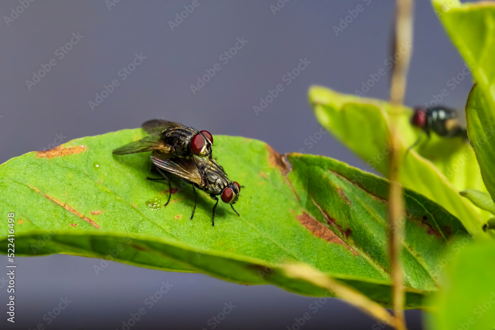 Mating shots of flies. Insects mating on a leaf. Mating shots of flies. Insects mating on a leaf.