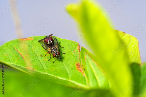 Mating shots of flies. Insects mating on a leaf.