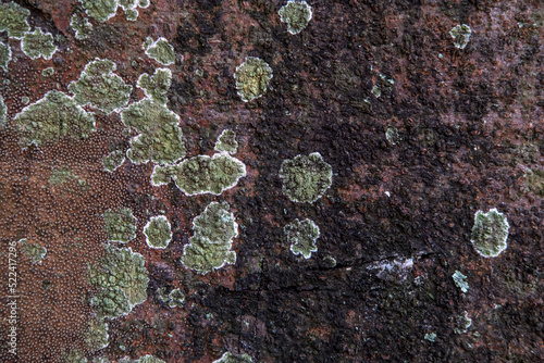 Embossed texture of the jackfruit tree with green moss. Panoramic photo of the jackfruit tree 