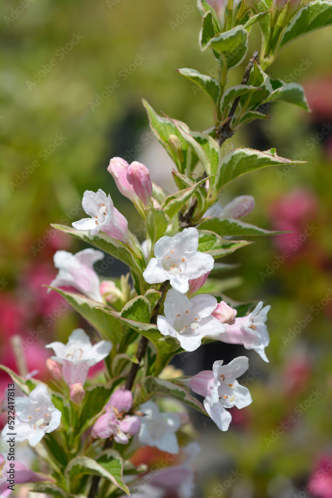 Obraz premium Variegated Weigela