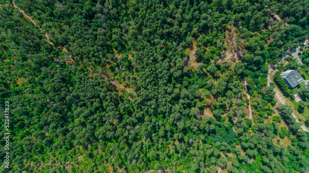 Aerial top view summer forest in sunny day. Drone shot beautiful nature landscape, green trees
